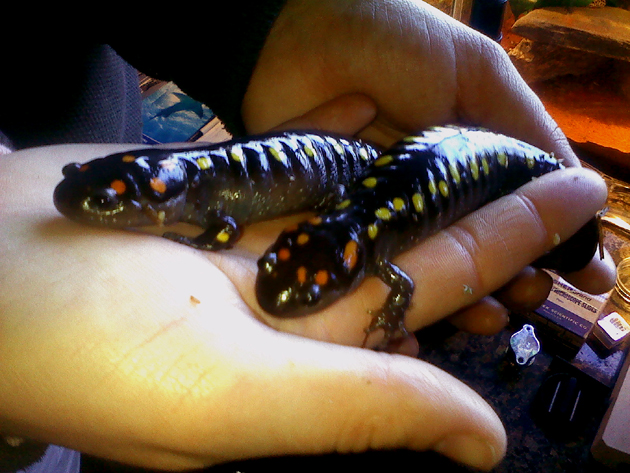 Spotted Salamanders