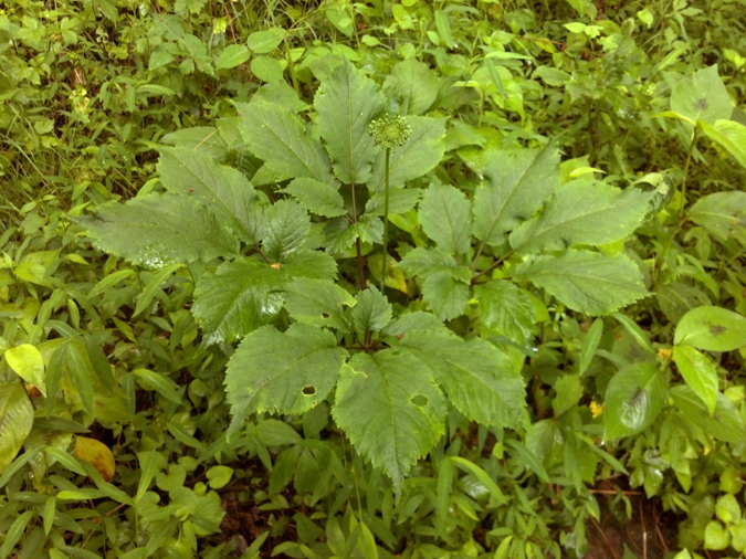 A big ginseng plant!