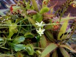 The Savage Garden carnivorous plant bog--no insecticides needed!
