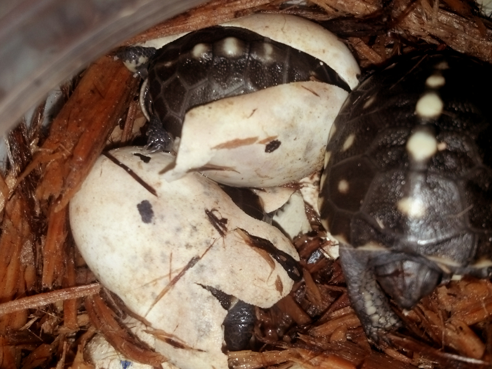 hatchlingsT.c9.19.12