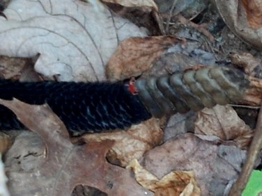 zoe9.14.12rattlemite