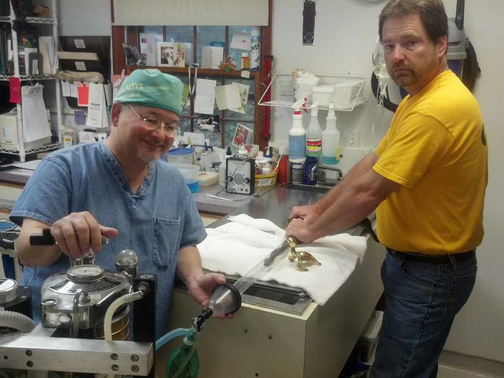 The Turtle of Change with Dr. Bolt and Dr. Davis and a Timber rattlesnake.  The snake was about to have a tiny radio transmitter implanted to facilitate tracking it in the wild.   