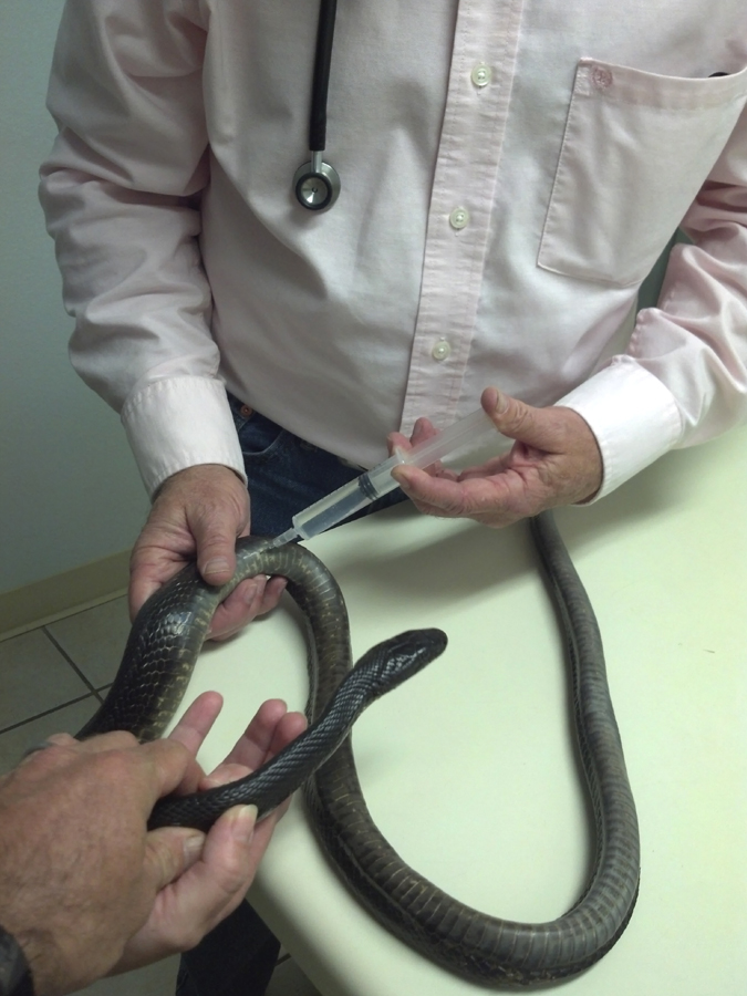 ratsnakefluids.14642317_large