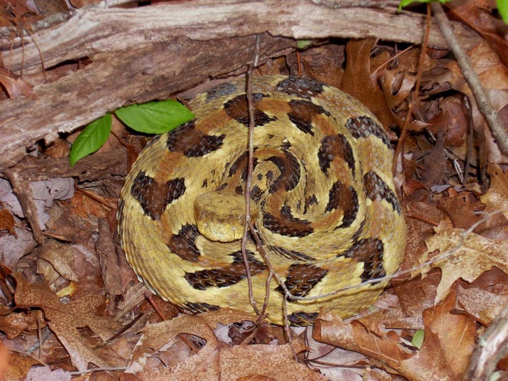 utsanatilarge.121202439_large