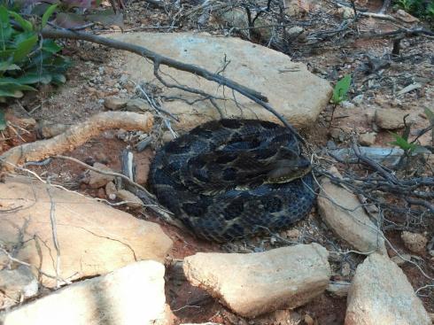 1102732_10201068425765544_236486369_o