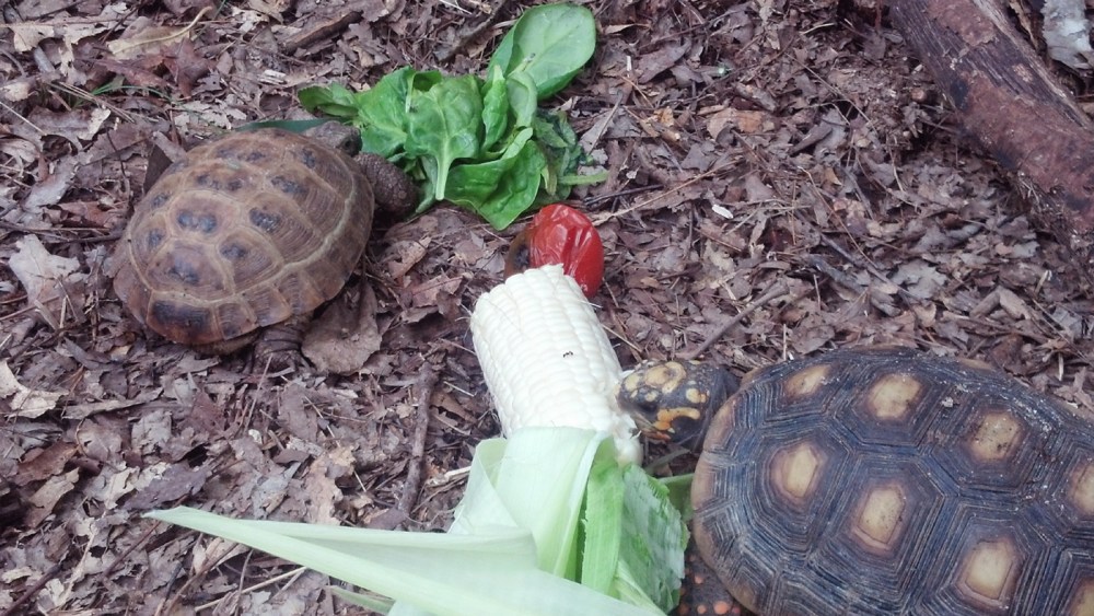 charlieandvadimeating9.2.13