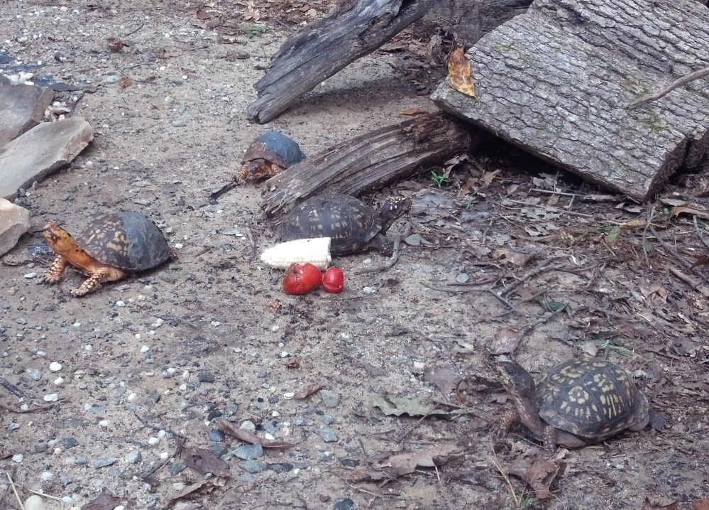 rehabturtleseating9.2.13