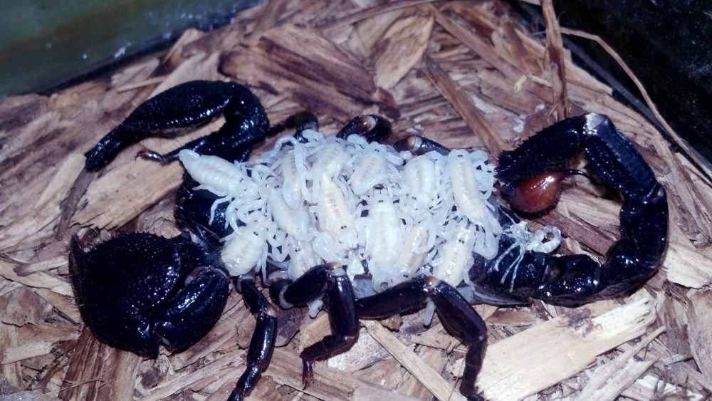 scorplingsandmama9.2.13a