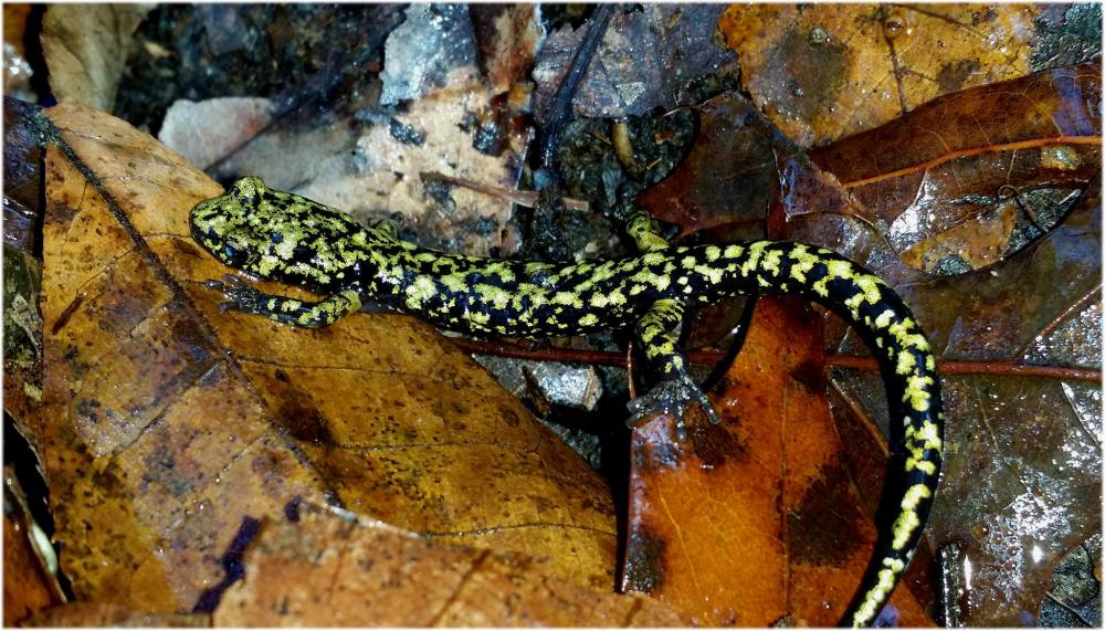 12183968_979311765473552_1500504113444315745_o