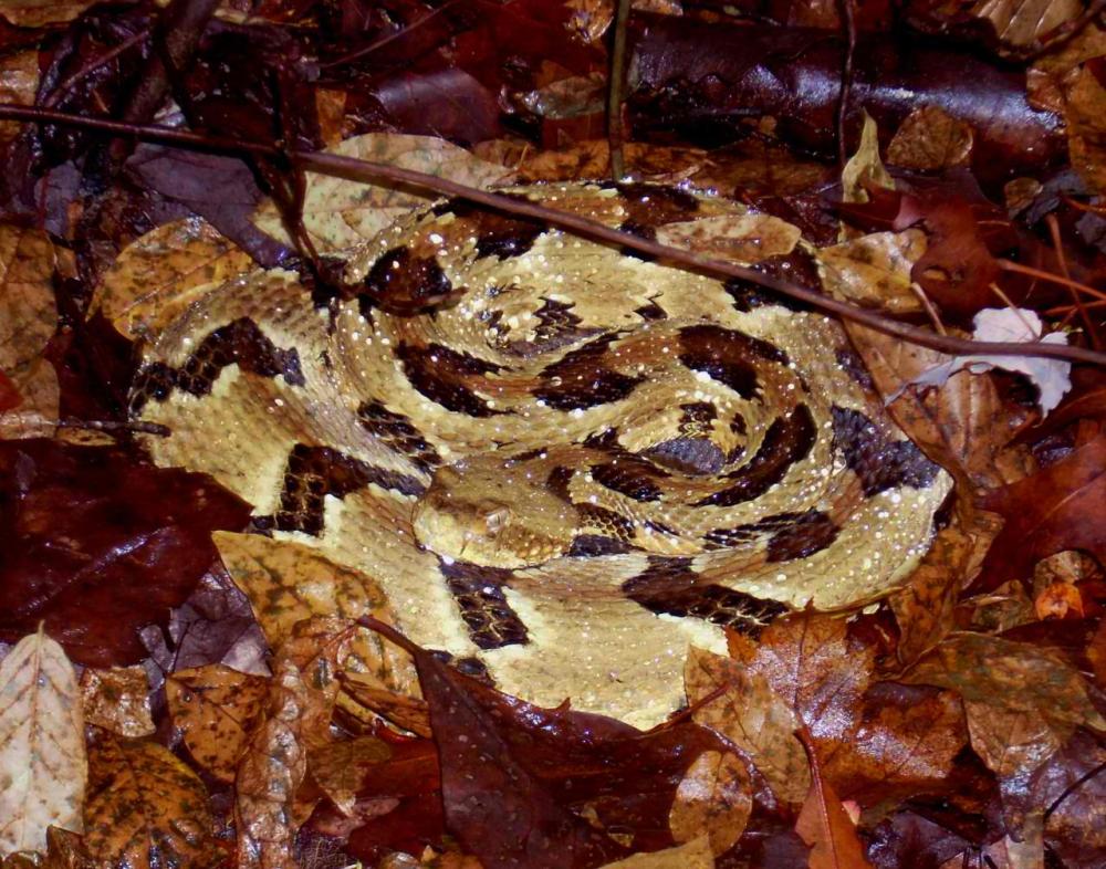 utsanatidew11.29264344_large