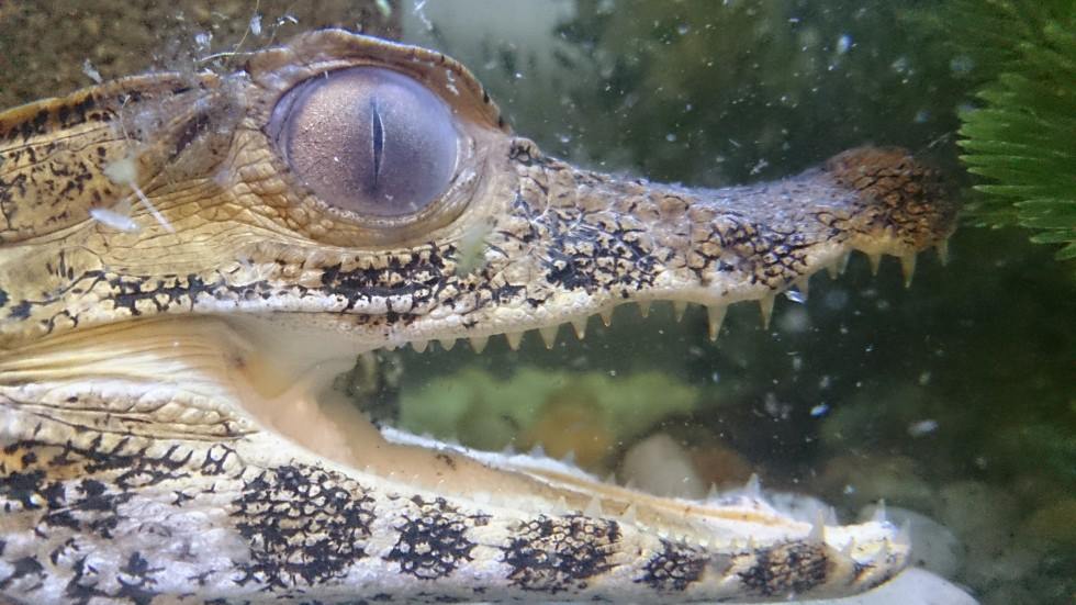 11696609_10206153407526910_5665589313671787615_o