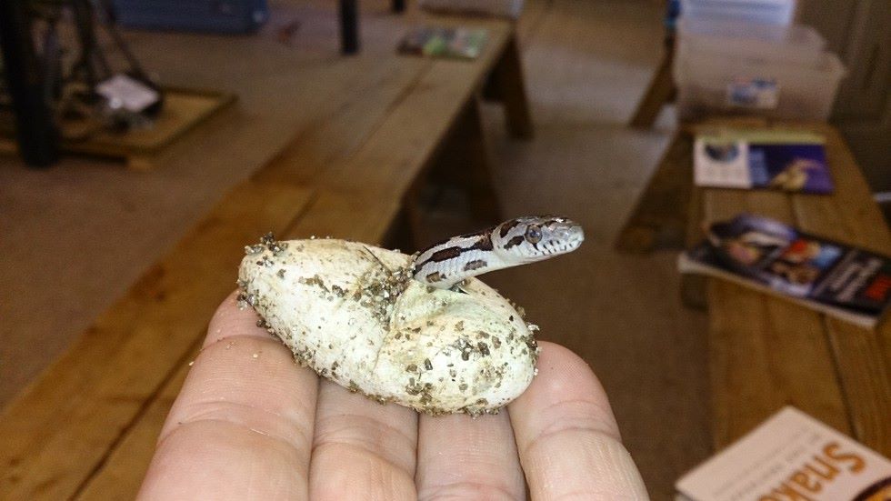 11892300_10206489938579976_5417179137794984282_o