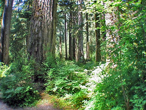 temperate_rainforest_5720